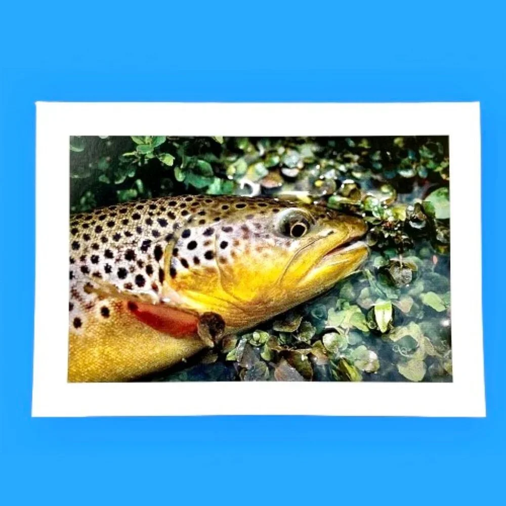 WILD TROUT Stationery Note Greeting Cards Blank 12 Cards + Envelopes Box